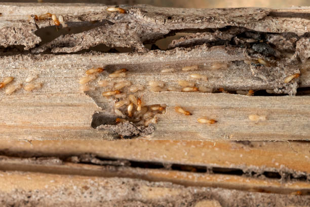 Best Termite Control Services  in Industry, PA